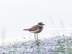 Charadrius dubius