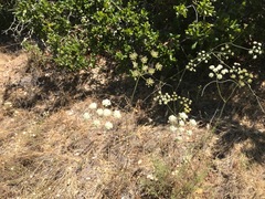 Perideridia kelloggii