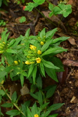 Lysimachia klattiana