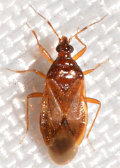 Amphiareus obscuriceps