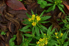 Lysimachia klattiana