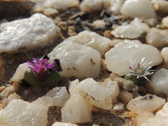 Diplosoma luckhoffii