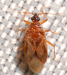 Amphiareus obscuriceps