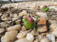 Diplosoma luckhoffii