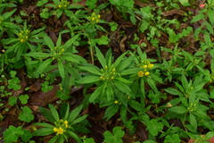Lysimachia klattiana