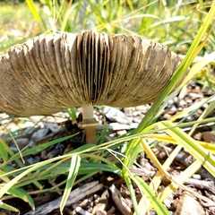 Chlorophyllum molybdites image