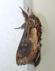 Notodonta scitipennis