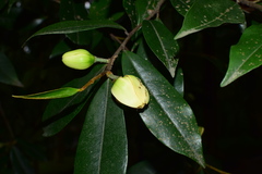 Magnolia viridipetala