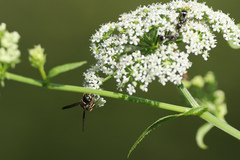 Parancistrocerus pedestris