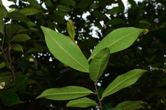 Magnolia viridipetala