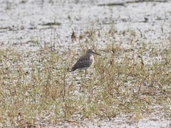 Tringa glareola