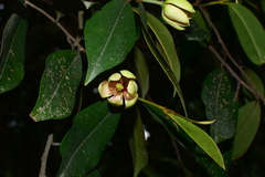 Magnolia viridipetala