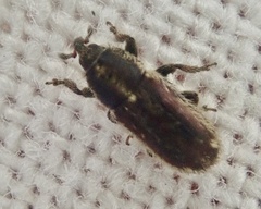 Mecinus circulatus