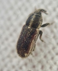 Mecinus circulatus