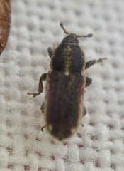 Mecinus circulatus