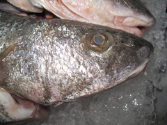 Menticirrhus undulatus