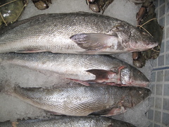 Menticirrhus undulatus