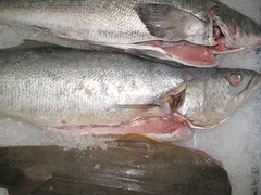 Cynoscion acoupa