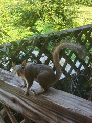 Cuterebra emasculator