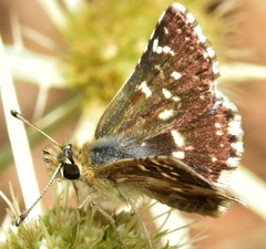 Spialia sertorius
