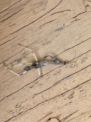 Stagmomantis carolina