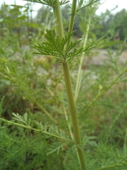 Artemisia annua