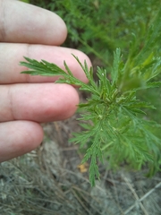 Artemisia annua