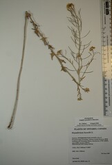 Sisymbrium loeselii