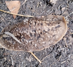 Phyllocaulis soleiformis