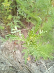 Artemisia annua