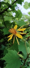 Erinocarpus nimmonii