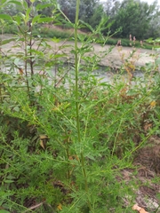 Artemisia annua