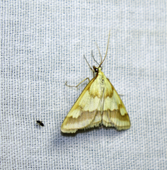 Ephelis cruentalis