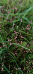 Eragrostis unioloides