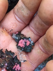 Mycogloea macrospora