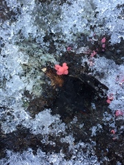 Mycogloea macrospora