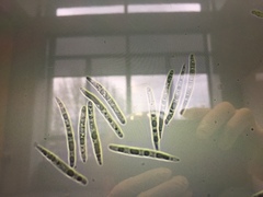 Mycogloea macrospora