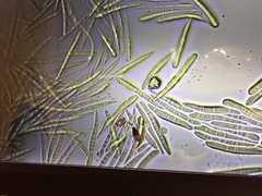 Mycogloea macrospora