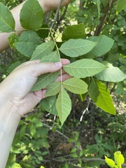 Fraxinus quadrangulata