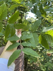 Fraxinus quadrangulata