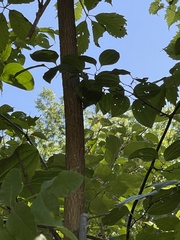 Fraxinus quadrangulata