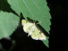 Goniorhynchus butyrosus