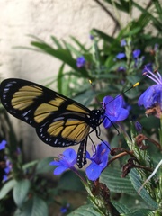 Methona themisto