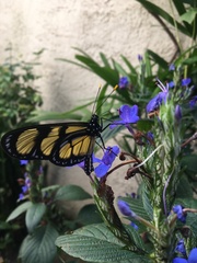 Methona themisto