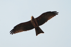Milvus migrans