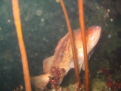 Sebastes auriculatus