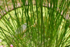 Schoenoplectus triqueter