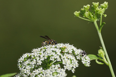 Parancistrocerus pedestris