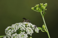 Parancistrocerus pedestris