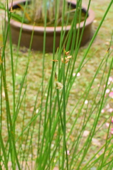 Schoenoplectus triqueter